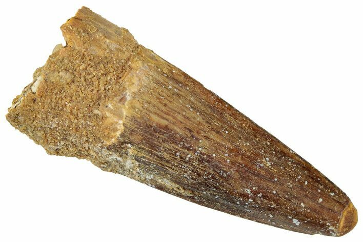 Fossil Spinosaurus Tooth - Real Dinosaur Tooth #316833